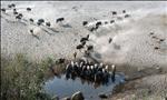 okavango waterhole